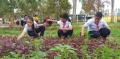 Điện Bàn: Vườn rau nhân ái